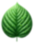 Anasayfa