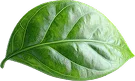 Anasayfa